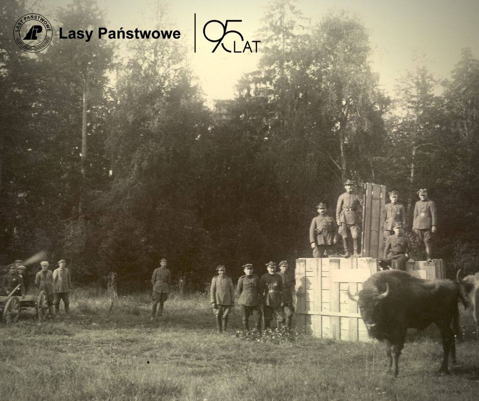 95 lat Lasów Państwowych